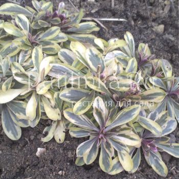 Арабис выбегающий Variegata (Arabis pro­currens Variegata)