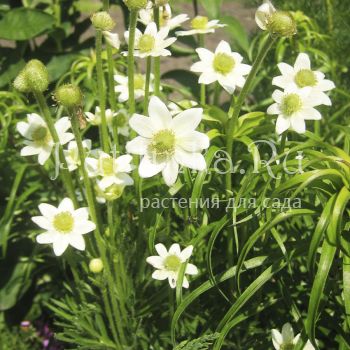 Анемона Лессера Alba (Anemone x lesserii Alba)