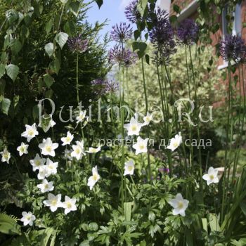 Анемона лесная (Anemone sylvestris)