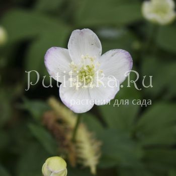 Анемона гладкая (Anemone glabrata = Anemonastrum artemievii)