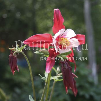 Аквилегия обыкновенная (Aquilegia vulgaris)