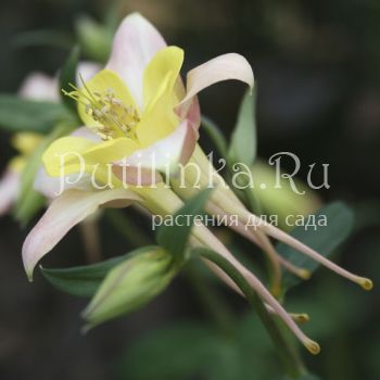 Аквилегия гибридная (Aquilegia X hybr)