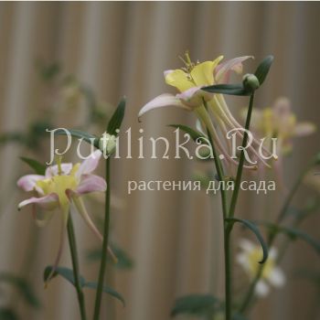 Аквилегия гибридная (Aquilegia X hybr)