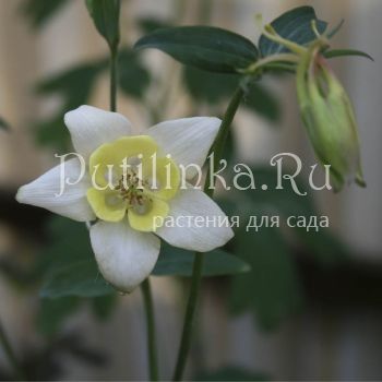 Аквилегия гибридная (Aquilegia X hybr)