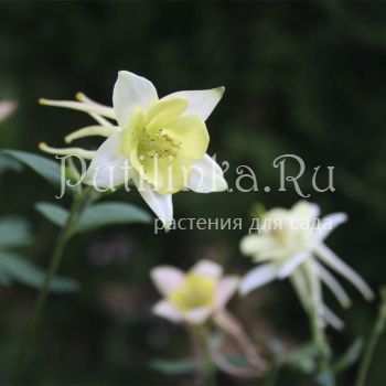 Аквилегия гибридная (Aquilegia X hybr)