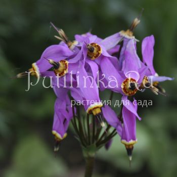 Додекатеон средний (Dodecatheon meаdia)