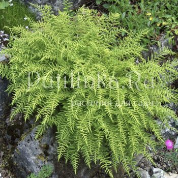 Вудсия ломкая (Woodsia fragilis)