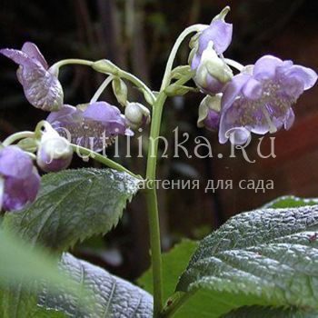 Дайнанте голубая (Deinanthe caerulea)