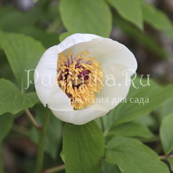 Пион Витмана (Paeonia wittmanniana)