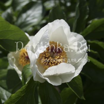 Пион Витмана (Paeonia wittmanniana)