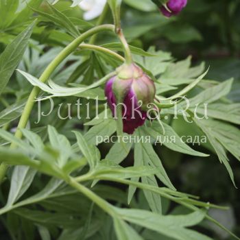 Пион Вейча (Paeonia veitchii)