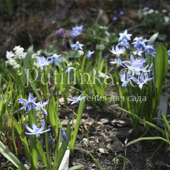 Пролеска Розена (Scilla rosenii)