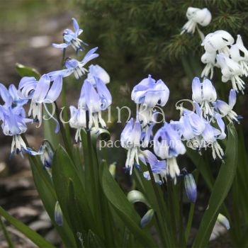 Пролеска Розена (Scilla rosenii)