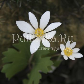 Сангвинария канадская (Sanguinaria canadensis)*