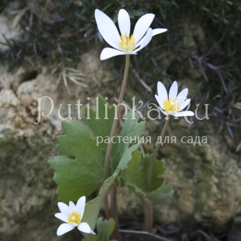 Сангвинария канадская (Sanguinaria canadensis)*