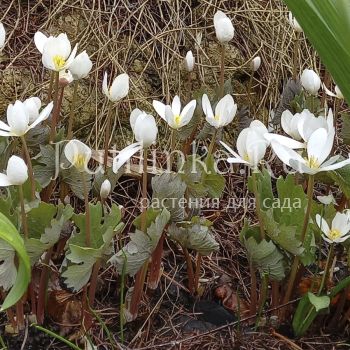 Сангвинария канадская (Sanguinaria canadensis)*