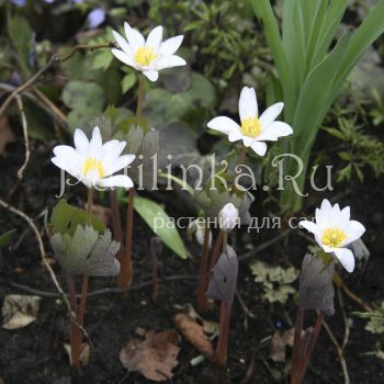 Сангвинария канадская (Sanguinaria canadensis)*