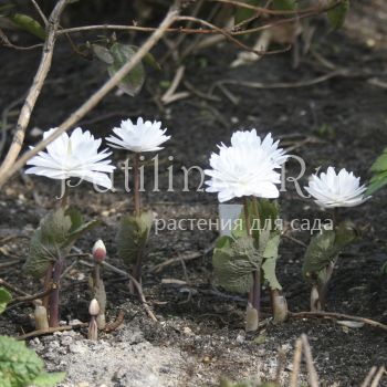 Сангвинария канадская Flore Pleno(Sanguinaria canadensis Flore Pleno)