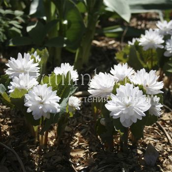 Сангвинария канадская Flore Pleno(S. canadensis Flore Pleno)