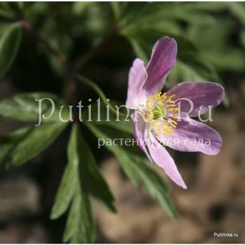 Анемона дубравная Kentish Pink (A. nemorosa Kentish Pink)
