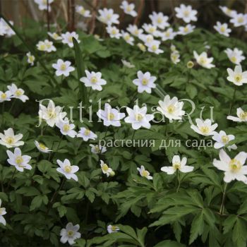 Анемона дубравная Kentish Pink (A. nemorosa Kentish Pink)