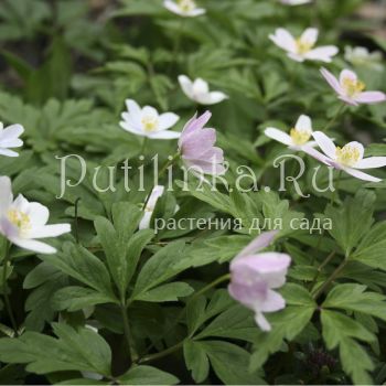 Анемона дубравная Kentish Pink (A. nemorosa Kentish Pink)