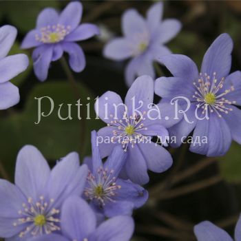 Печеночница благородная (Hepatica nobilis)