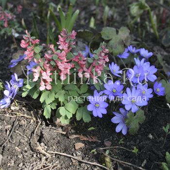 Печеночница благородная (H. nobilis)