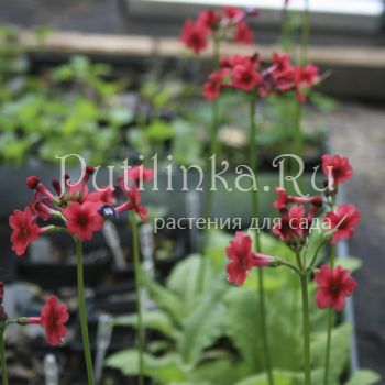 Примула японская красная (Primula japonica)