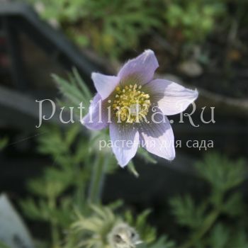 Прострел готландский  (Pulsatilla vulgaris ssp.gotlandica)