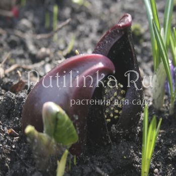 Симплокарпус  вонючий ( Symplocarpus foetidus)