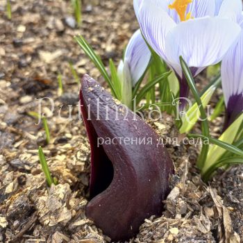 Симплокарпус  вонючий ( Symplocarpus foetidus)