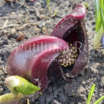 Симплокарпус  вонючий ( Symplocarpus foetidus)