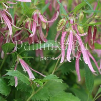 Колокольчик Pink Octopus (Campanula Pink Octopus)