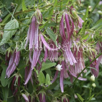 Колокольчик Pink Octopus (Campanula Pink Octopus)