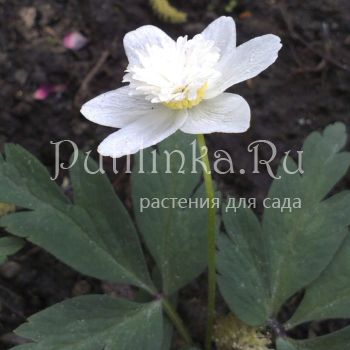 Анемона  дубравная Vestal (Anemone nemorosa Vestal)