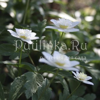 Анемона  дубравная Vestal (Anemone nemorosa Vestal)