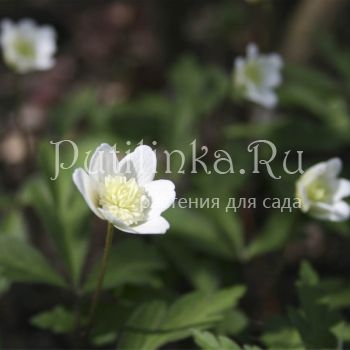 Анемона  дубравная Vestal (Anemone nemorosa Vestal)