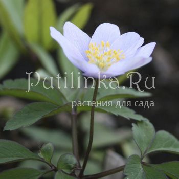 Анемона дубравная Robinsoniana (Anemone nemorosa Robinsoniana)