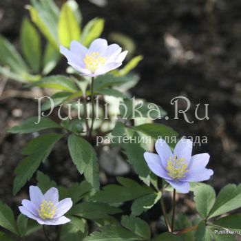 Анемона дубравная Robinsoniana (Anemone nemorosa Robinsoniana)