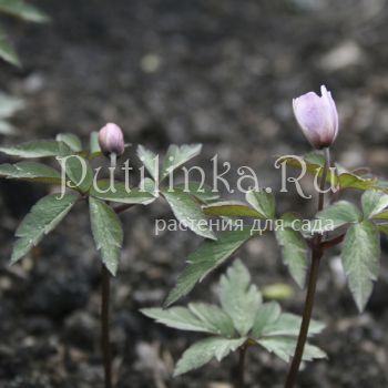 Анемона дубравная Robinsoniana (Anemone nemorosa Robinsoniana)