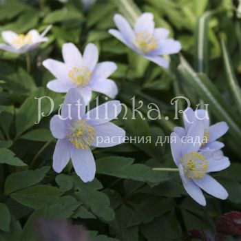 Анемона дубравная Robinsoniana (Anemone nemorosa Robinsoniana)