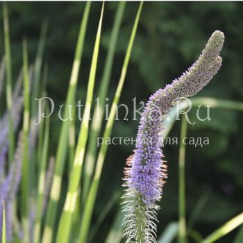 Вероникаструм виргинский Fascination (Veronicastrum virginicum Fascination)