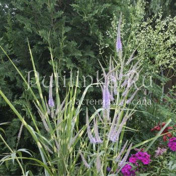 Вероникаструм виргинский Fascination (Veronicastrum virginicum Fascination)