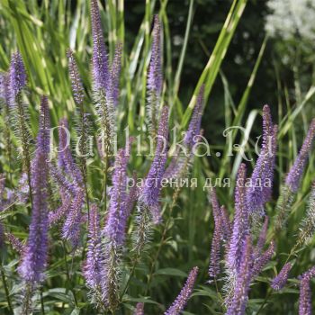 Вероникаструм виргинский Fascination (Veronicastrum virginicum Fascination)