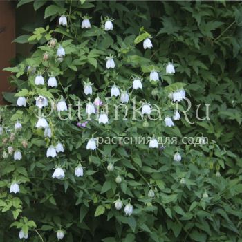 Кодонопсис бутанский (Codonopsis bhutanica)