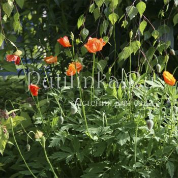 Меконопсис  кембрийский оранжевый (Meconopsis cambrica)