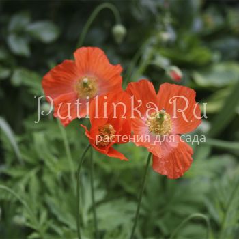 Меконопсис  камбрийский оранжевый (M. cambrica)