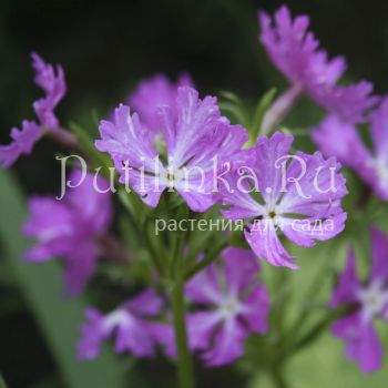 Примула Зибольда Blazing Star (Primula sieboldii  Blazing Star)