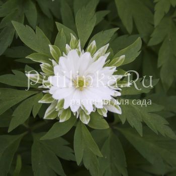 Анемона  дубравная Bracteata Plena (Anemone nemorosa Bracteata Plena)